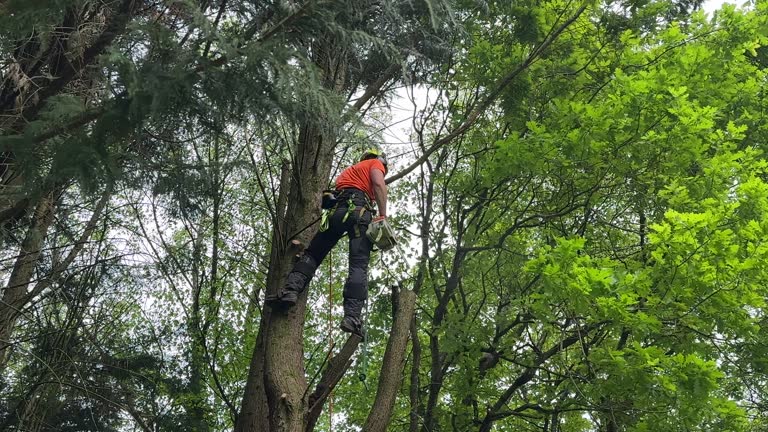 Reliable Granite Falls, MN Tree Removal and Landscaping Services Solutions